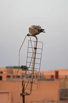 Dove Prints: Vertical shot of a collared dove perched on wires in Marrakech