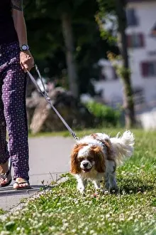 A vertical shot of the dog walker with Cavalier King Charles Spaniel