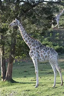 Vertical shot of a female giraffe standing in the meadow lit by sunlight