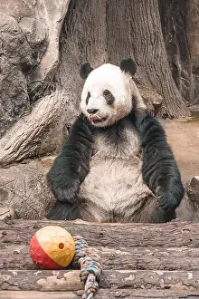 White Bear Prints: A vertical shot of a giant panda sitting around in a zoo habitat