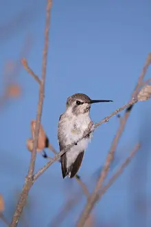 Wild Fauna Prints: A vertical shot of a hummingbird perched on a branch on a blue background
