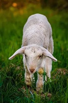 Lamb Prints: A vertical shot of a Lamb on a pasture