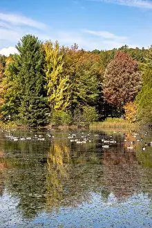 Lush Foliage Prints: Vertical view of Pond of Ste-Marcelline-de-Kildare with colorful autumn colors