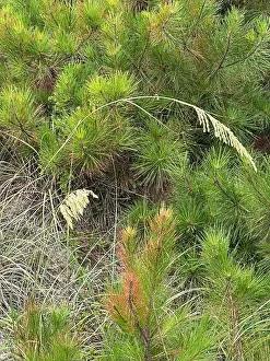 Pine Tree Prints: Vertical view, small pine trees and sea oats on the dunes at North Myrtle Beach