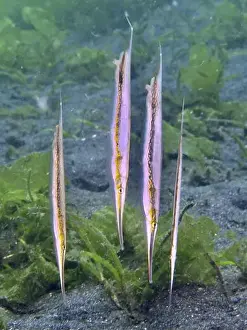 Bays Prints: Four vertically swimming striped razorfish