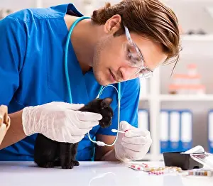 Feline Prints: The vet doctor examining kittens in animal hospital