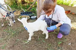 Sanitary Prints: Veterinarian woman with syringe holding and injecting goat kid on ranch background