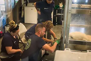 Veterinarian Prints: Veterinarians and zoo staff draw blood from fully grown polar bear at the Oregon Zoo at Portland Oregon