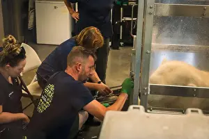 Veterinarian Prints: Veterinarians and zoo staff draw blood from fully grown polar bear at the Oregon Zoo at Portland Oregon