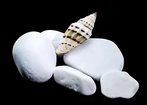 Ridges Prints: A Vexillum balteolatum seashell resting on smooth white stones against a black background