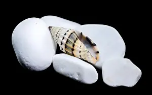 Ridges Prints: A Vexillum balteolatum seashell resting on smooth white stones against a black background