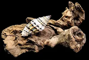 Ridges Prints: A Vexillum balteolatum seashell resting on textured driftwood against a black background