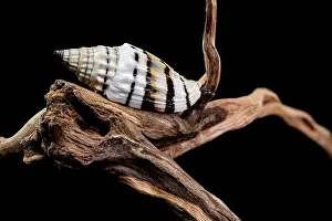 Ridges Prints: A Vexillum balteolatum seashell resting on textured driftwood against a black background