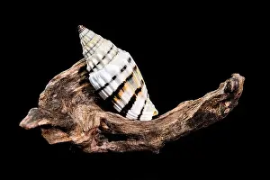 Ridges Prints: A Vexillum balteolatum seashell resting on textured driftwood against a black background