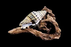 Ridges Prints: A Vexillum balteolatum seashell resting on textured driftwood against a black background