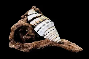 Ridges Prints: A Vexillum balteolatum seashell resting on textured driftwood against a black background