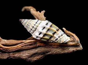 Ridges Prints: A Vexillum balteolatum seashell resting on textured driftwood against a black background