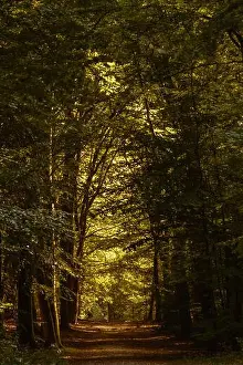 Captivating Prints: Vibrant autumn colors create a serene atmosphere along a forest trail in Speulderbos