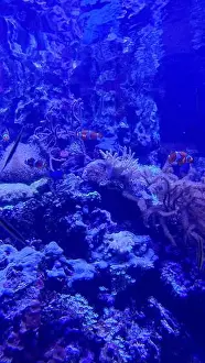 Creating Prints: Vibrant blue ocean with a coral reef and various fish swimming in it