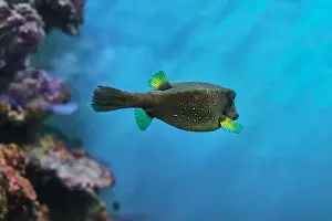 Pointed Prints: Vibrant box-shaped fish