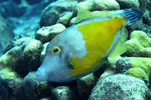 Flora And Fauna Prints: A vibrant Cantherhines macrocerus swims elegantly against a textured coral reef backdrop in the underwater paradise of