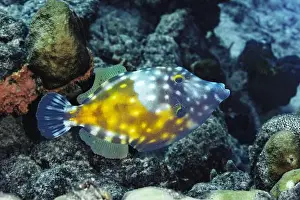 Aquatic Animal Prints: A vibrant Cantherhines macrocerus swims elegantly against a textured coral reef backdrop in the underwater paradise of