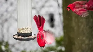 Snow Station Prints: A vibrant cardinals hovers by a bird feeder filled with seeds against a snowy backdrop