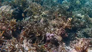 Schooling Fish Prints: Vibrant coral reef with live and dead corals