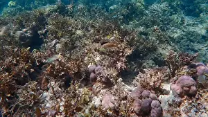 Schooling Fish Prints: Vibrant coral reef with live and dead corals