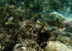 Schooling Fish Prints: Vibrant coral reef with live and dead corals