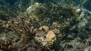 Schooling Fish Prints: Vibrant coral reef with live and dead corals