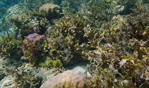 Schooling Fish Prints: Vibrant coral reef with live and dead corals