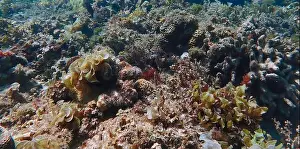 Schooling Fish Prints: Vibrant coral reef with live and dead corals