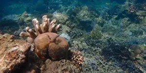 Schooling Fish Prints: Vibrant coral reef with live and dead corals