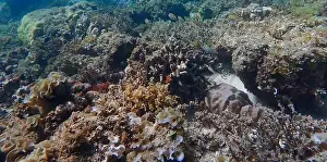 Schooling Fish Prints: Vibrant coral reef with live and dead corals