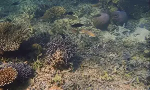 Schooling Fish Prints: Vibrant coral reef with live and dead corals