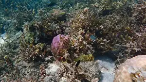 Schooling Fish Prints: Vibrant coral reef with live and dead corals