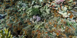 Schooling Fish Prints: Vibrant coral reef with live and dead corals