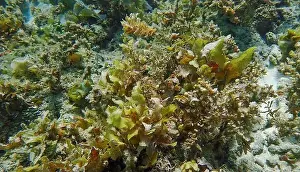 Schooling Fish Prints: Vibrant coral reef with live and dead corals