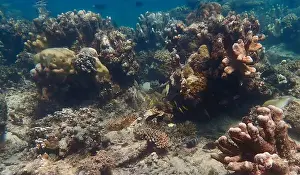 Coral Formation Prints: Vibrant coral reef with live and dead corals