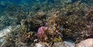 Coral Formation Prints: Vibrant coral reef with live and dead corals
