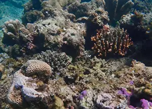 Coral Formation Prints: Vibrant coral reef with live and dead corals