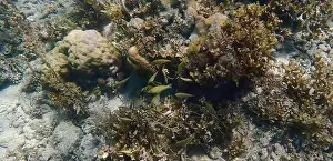 Coral Formation Prints: Vibrant coral reef with live and dead corals