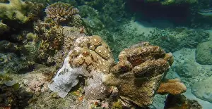Coral Formation Prints: Vibrant coral reef with live and dead corals