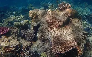 Coral Formation Prints: Vibrant coral reef with live and dead corals