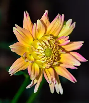 Dahlia Prints: vibrant dahlia blossom macro portrait of a single isolated vivid yellow orange pink bloom