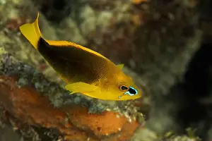 Reef Fish Prints: A vibrant Hypoplectrus guttavarius