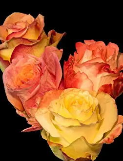Vibrant still life floral macro flower portrait of a bouquet of colorful red