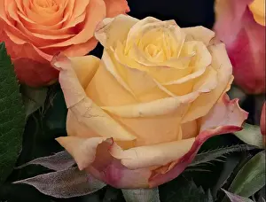 Vibrant still life floral macro of a yellow red rose blossom in a colorful bouquet with green leaves on black