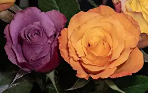 Vibrant still life floral macro of a yellow red rose blossom in a colorful bouquet with green leaves on black